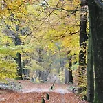 Wooden On The Veluwe In Nature - Quiet *