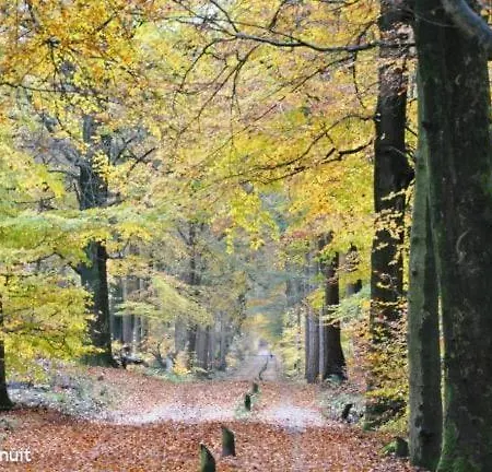 Modern Veluwe Wooden With Private Garden - Forest And Sauna Nearby *