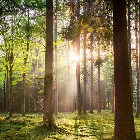 Modern Veluwe Wooden With Private Garden - Forest And Sauna Nearby